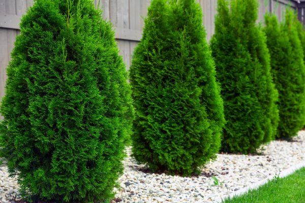 Arborvitae Planting in Fort Myers