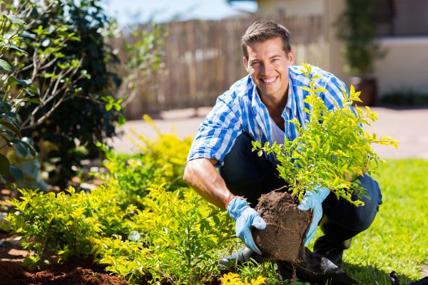 Bush Planting Service in Fort Myers