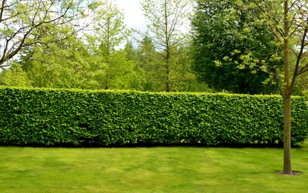 Hedge Planting in Fort Myers