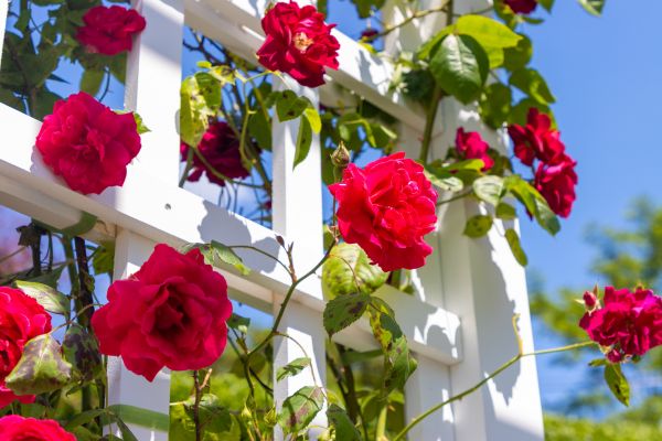 Home Gardening Service in Fort Myers