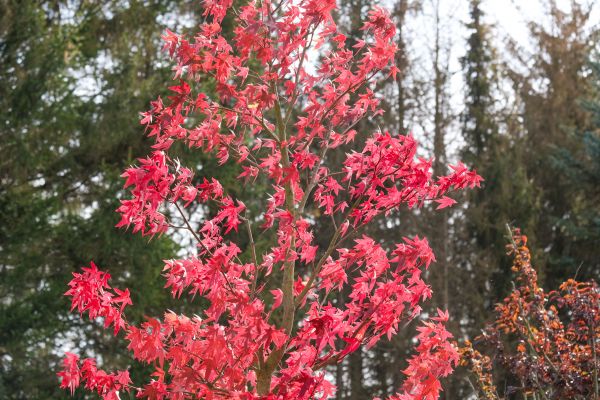 Japanese Maple Planting in Fort Myers