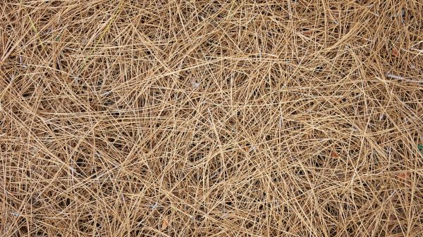 Pine Needles Delivery in Fort Myers