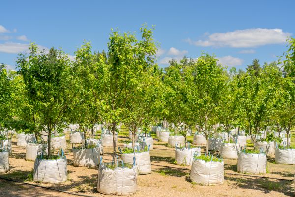 Tree Planting Service in Fort Myers