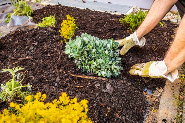 Weeding And Mulching in Fort Myers