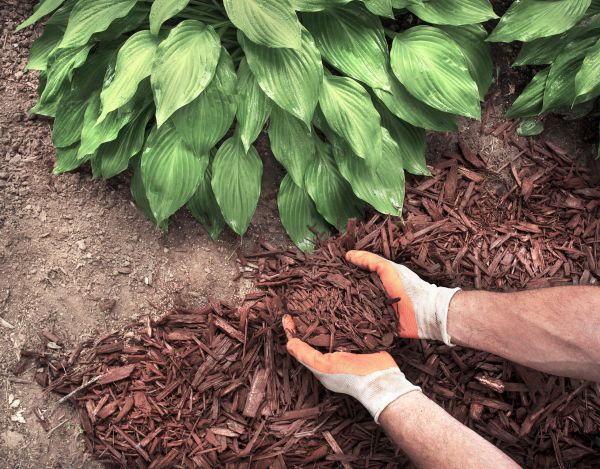 Shredded Mulch Service in Fort Myers