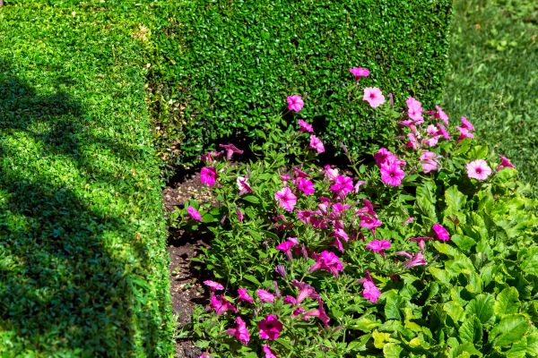 Softscaping Service in Fort Myers