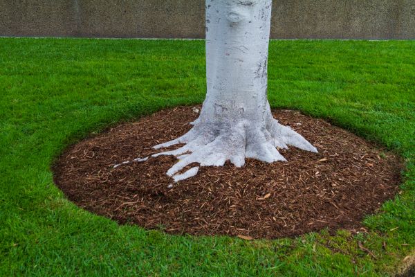 Brown Mulch Installation in Fort Myers