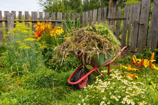 Garden Cleanup Service in Fort Myers