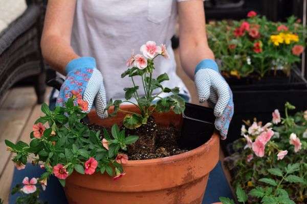 Plant Care Service in Fort Myers