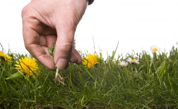 Lawn Weeding in Fort Myers