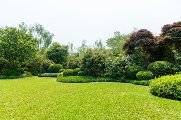 Tree Landscaping in Fort Myers