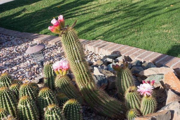 Desert Landscaping in Fort Myers