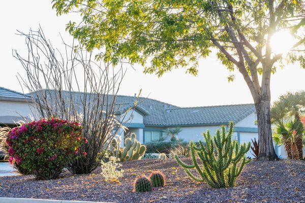 Dryscape Landscaping in Fort Myers