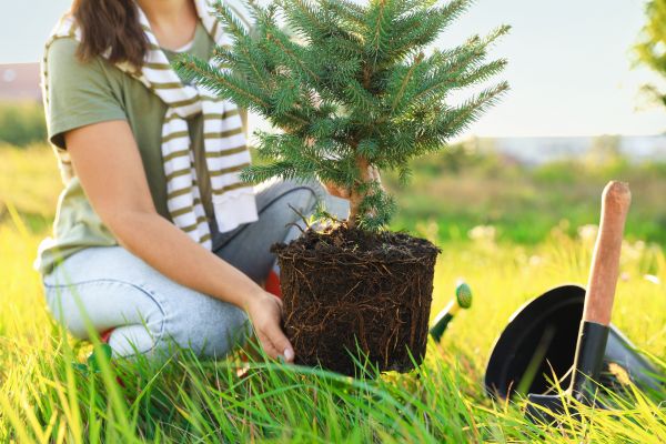 Spruce Tree Planting in Fort Myers