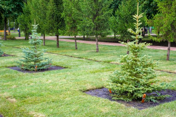 Privacy Trees Planting in Fort Myers
