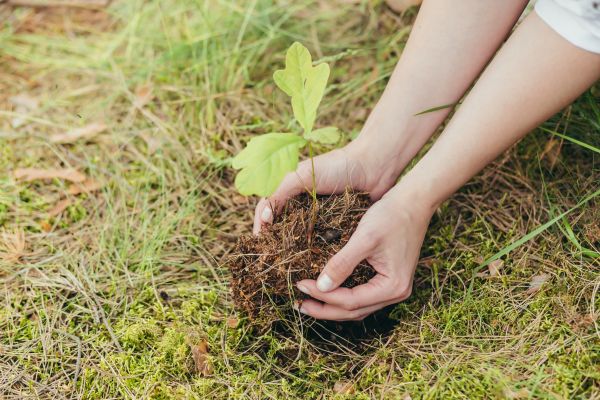 Oak Tree Planting in Fort Myers