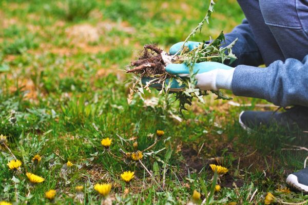 Flower Bed Clearing in Fort Myers