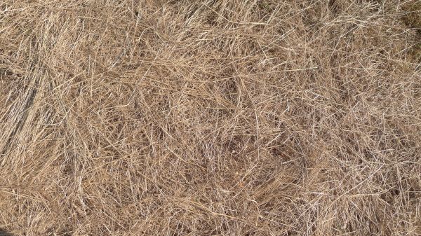 Pine Straw Replacement in Fort Myers
