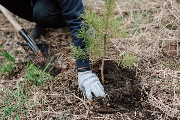 Pine Tree Planting in Fort Myers