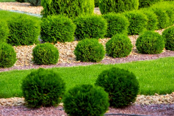 Bush Replacement in Fort Myers