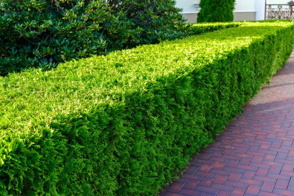 Hedge Installation in Fort Myers