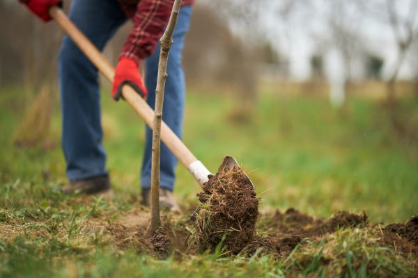 Trees Planting in Fort Myers