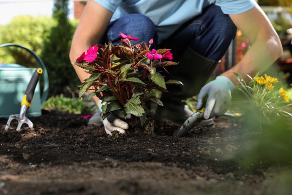 Plant Replacement in Fort Myers