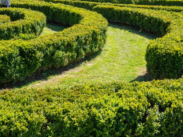 Bush Landscaping in Fort Myers
