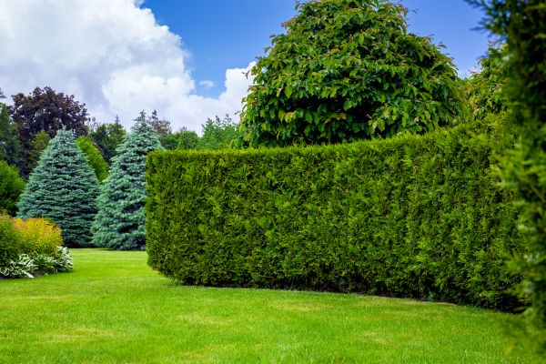Hedge Landscaping in Fort Myers