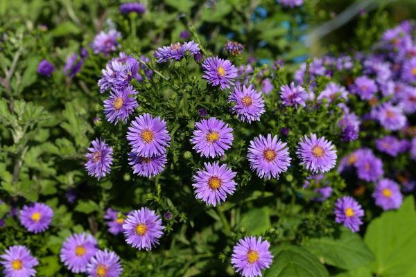 Perennial Flower Planting in Fort Myers