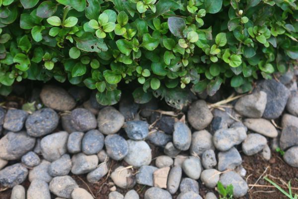 River Stone Installation in Fort Myers