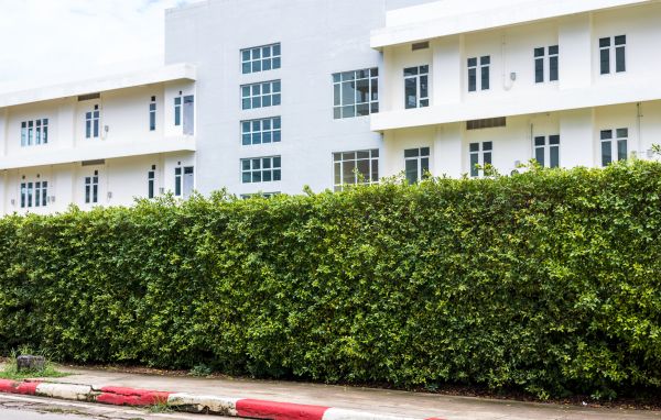 Privacy Landscaping in Fort Myers