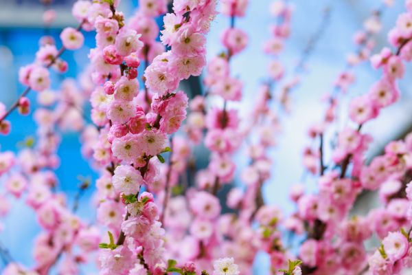 Japanese Cherry Tree Planting in Fort Myers