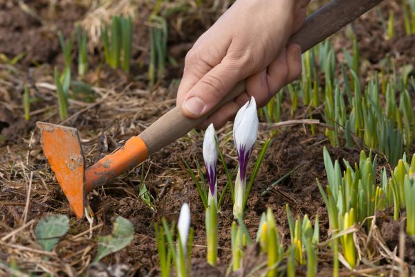 Flower Garden Weeding in Fort Myers