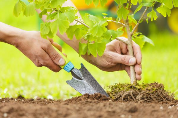 Fruit Tree Planting in Fort Myers