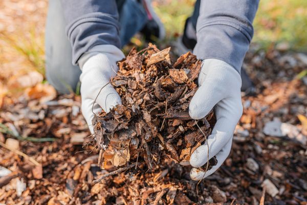 Shredded Mulch Installation in Fort Myers