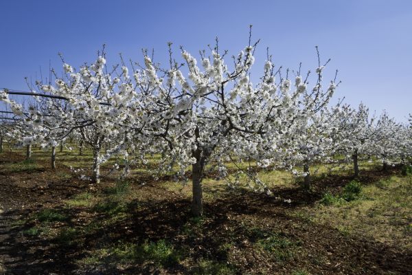 Orchard Planting in Fort Myers