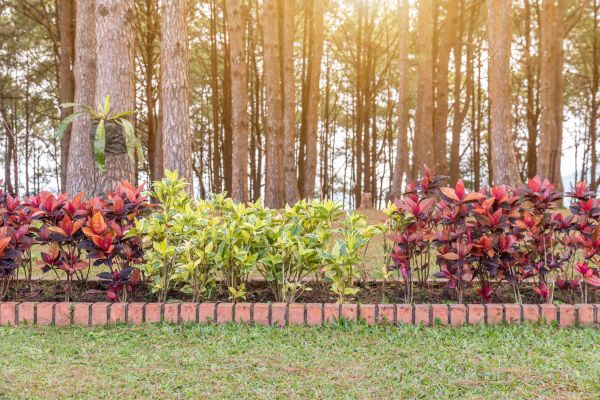 Small Garden Landscaping in Fort Myers