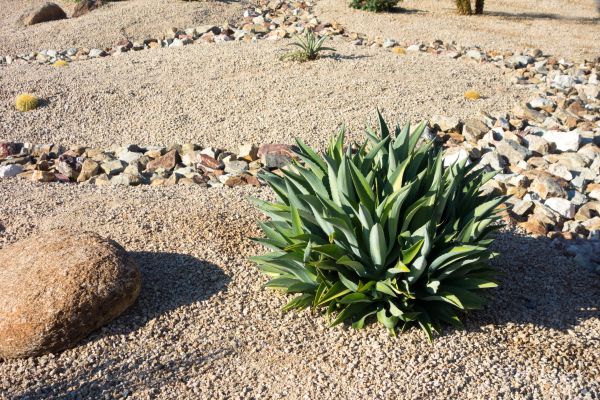 Xeriscaping Service in Fort Myers