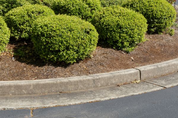 Pine Mulch Installation in Fort Myers