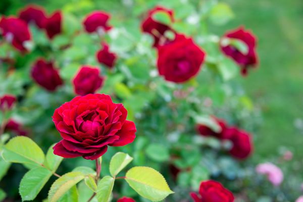 Rose Planting in Fort Myers