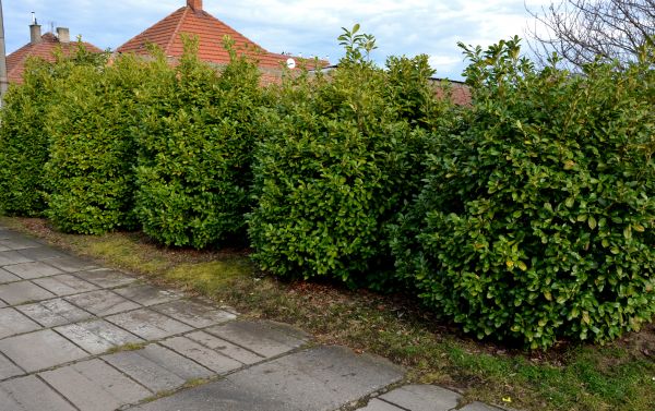 Privacy Shrub Installation in Fort Myers