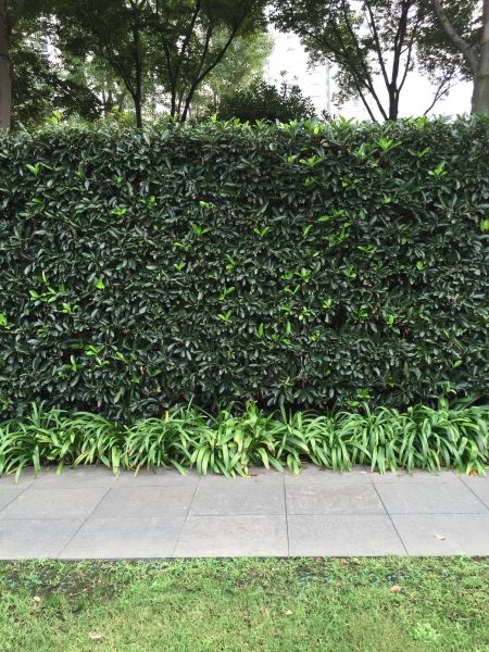 Privacy Shrub Planting in Fort Myers