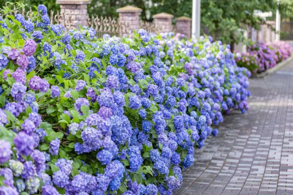 Hydrangea Landscaping in Fort Myers