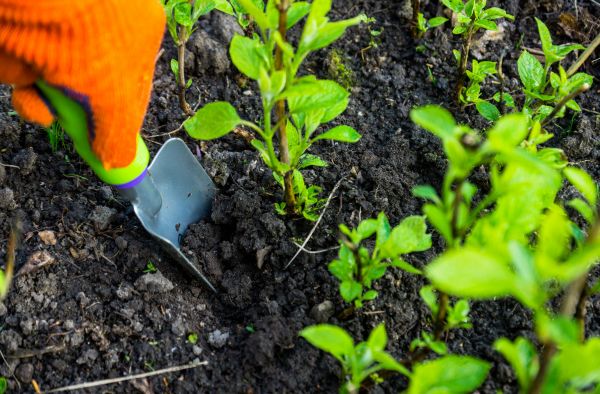 Hydrangea Planting in Fort Myers