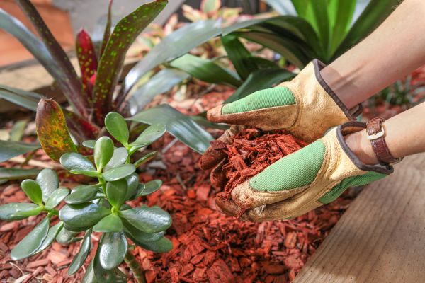Cedar Mulch Installation in Fort Myers