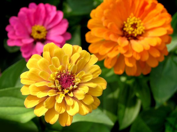 Zinnia Planting in Fort Myers