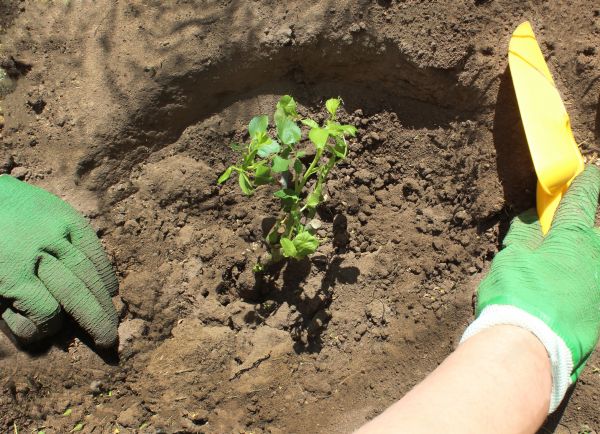 Rose Bush Planting in Fort Myers