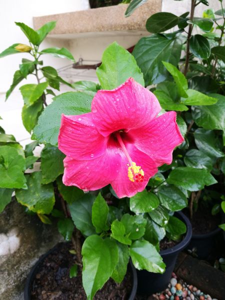 Hibiscus Planting in Fort Myers