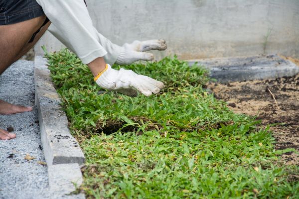 Ground Cover Planting in Fort Myers